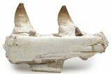 Mosasaur Jaw Section with Two Teeth - Morocco #220257-2
